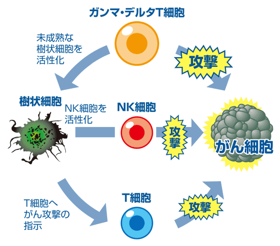 ガンマ・デルタT細胞の攻撃図