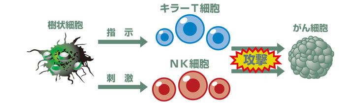 新樹状細胞ワクチン療法の併用